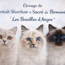 Chatterie les Bouilles d'Anges