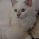 Chatterie du Val de Courtes 