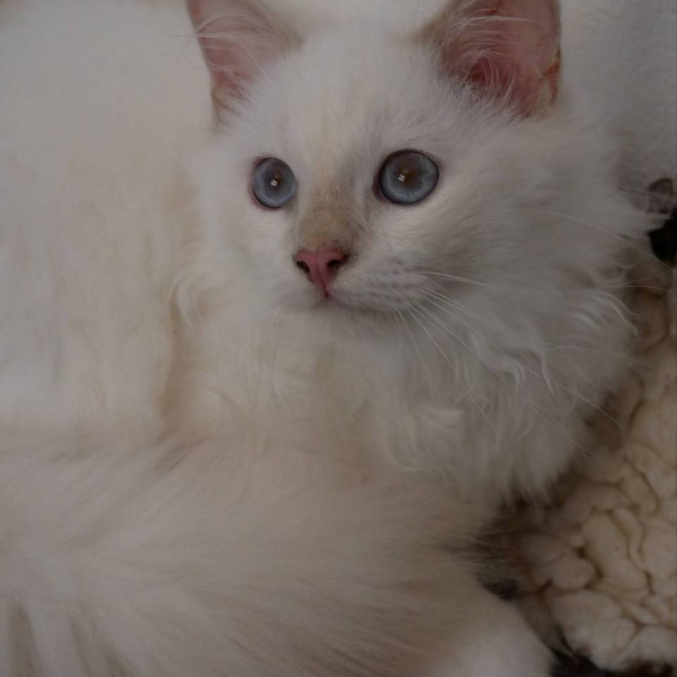 Chatterie du Val de Courtes 