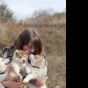 Of Kolyma Wolves, élevage de husky sibérien Lof et testés