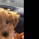 Caniche