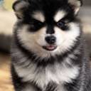 Pomsky d’Aveyron 