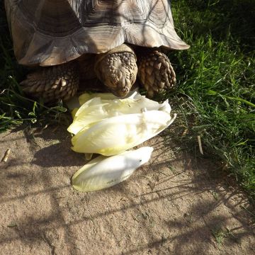 Christelle ❤️🐢❤️