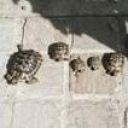 Letis  Minos/Goguet