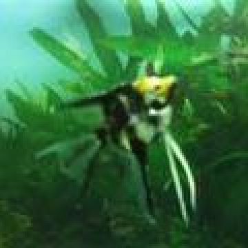 Michel