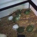 Petite tortue