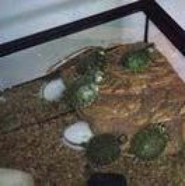 Petite tortue