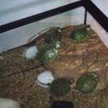 Petite tortue