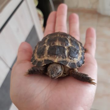 Maxmae