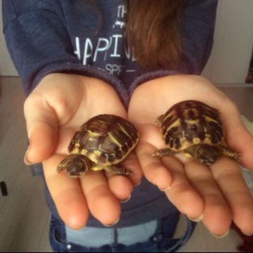 Harippy