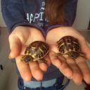 Harippy