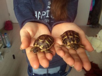 Harippy