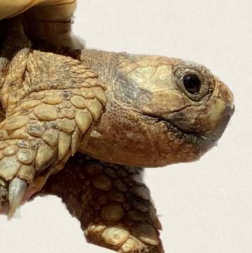 Léo Tortue