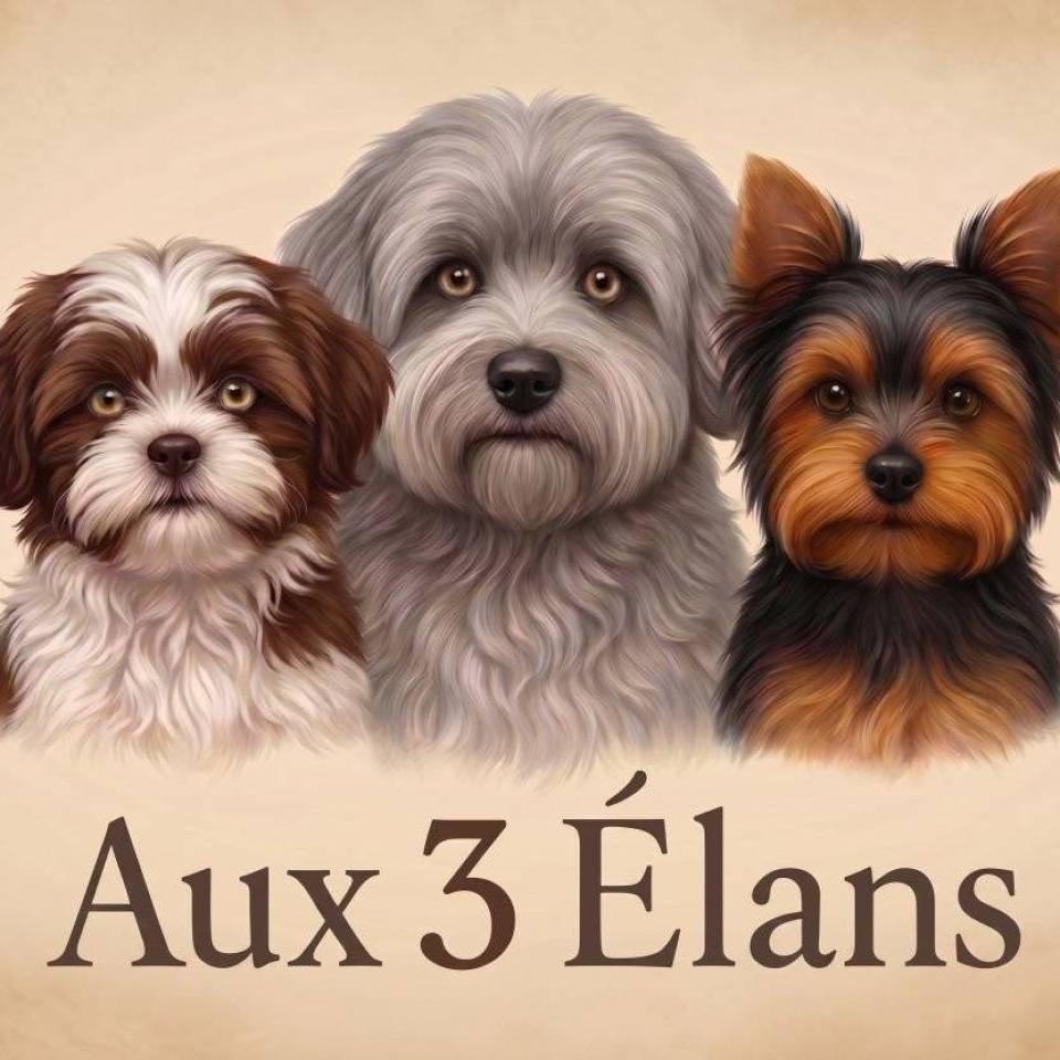 Anna Aux 3 élans