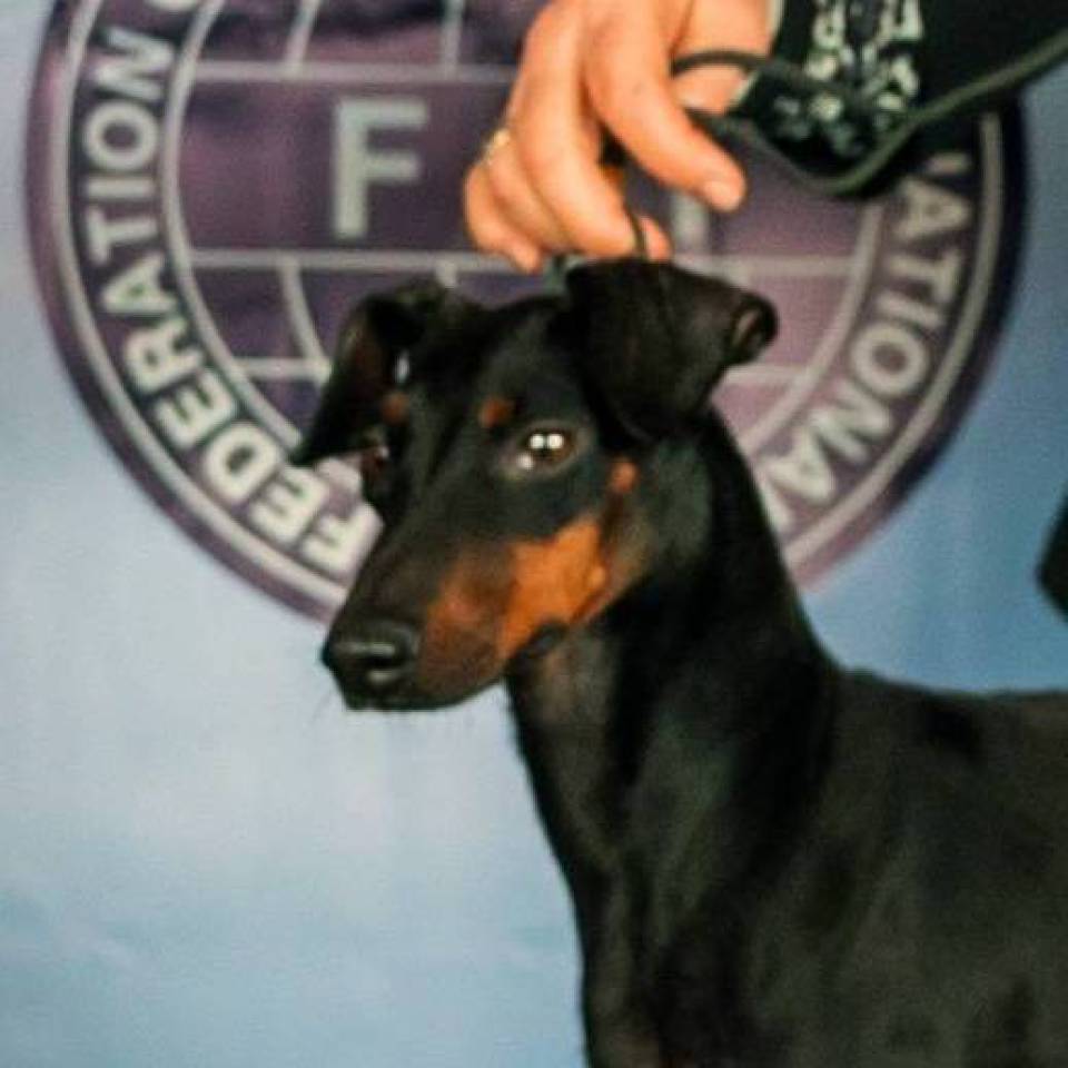 Giovanna Corazza Lantaka kennel