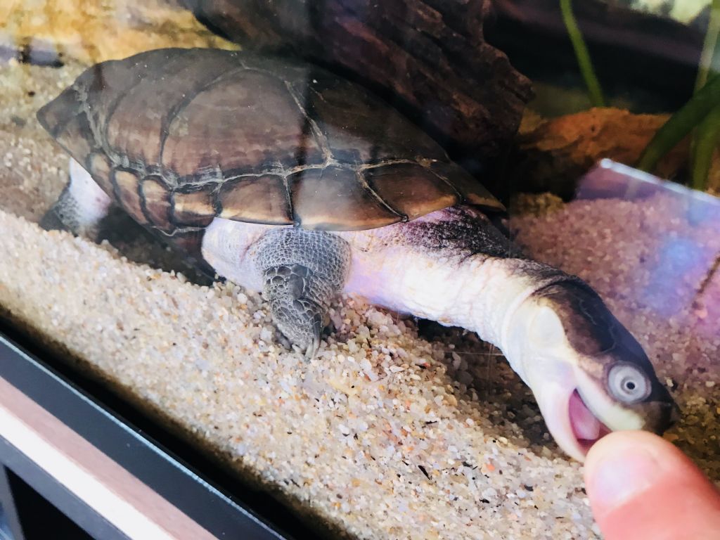 Pelomedusa Subrufa 14/08/18