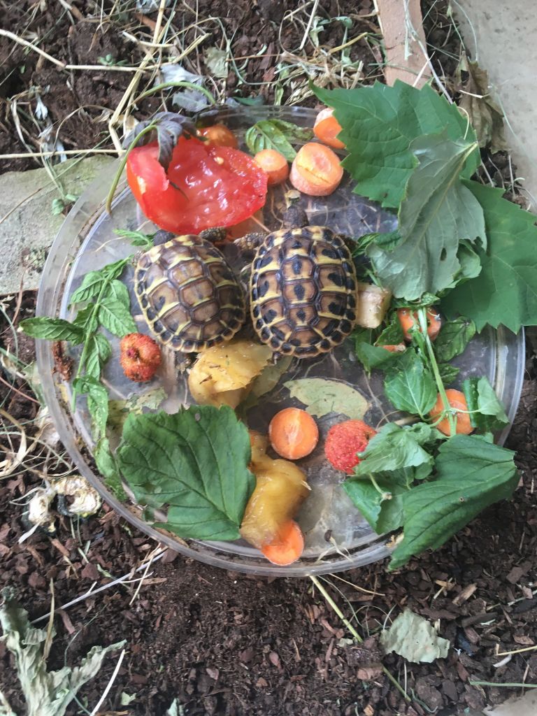 Menu d’aujourd’hui 14/08/18