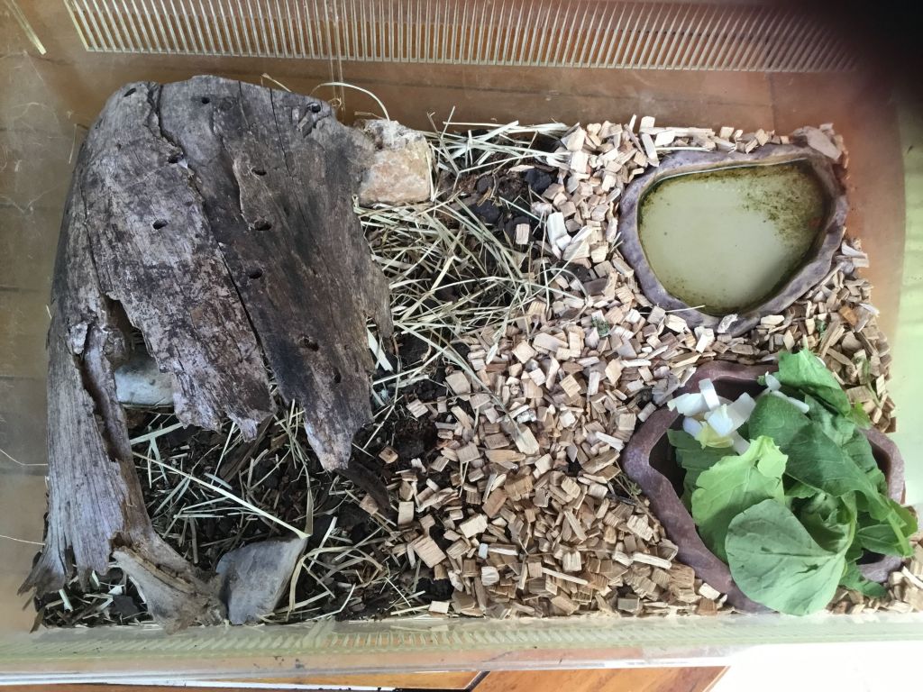 Mes 4 zamis  22/08/18 - Le terrarium des petites