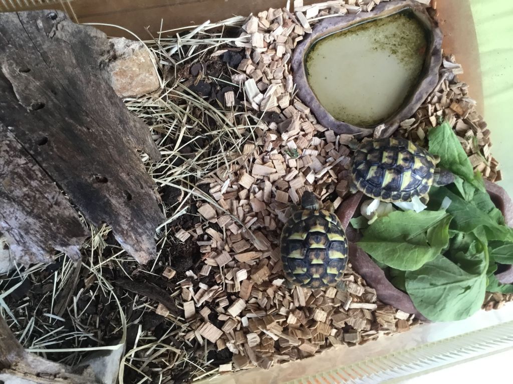 Mes 4 zamis  22/08/18 - Les petites