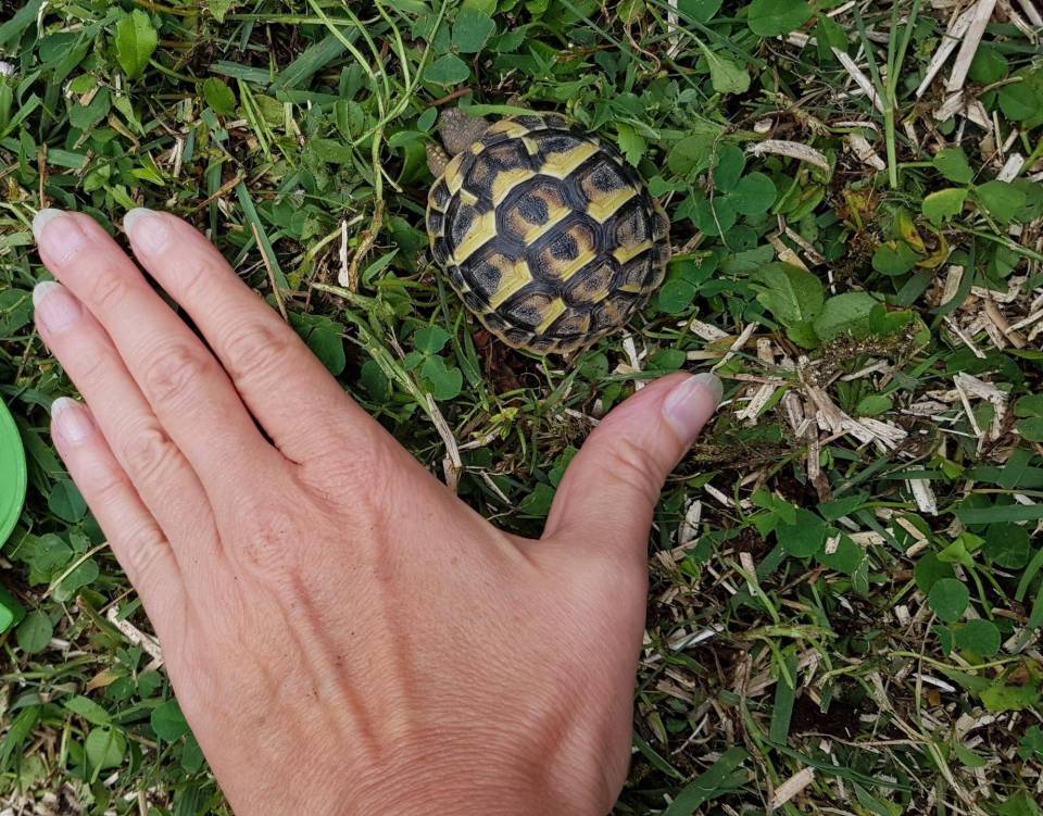 tortue1