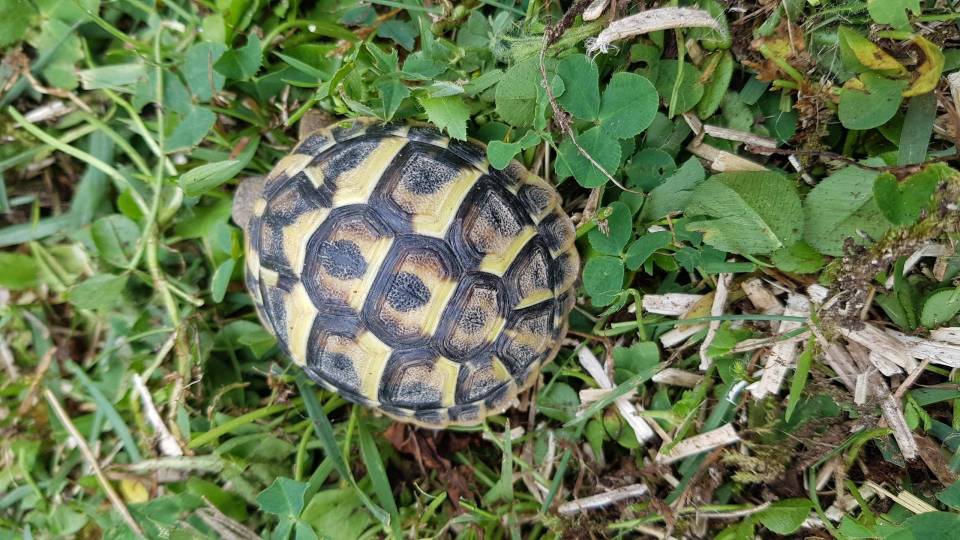 tortue2