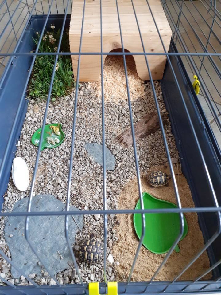 tortue3