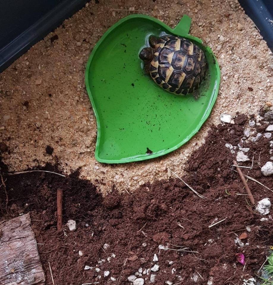 tortue4
