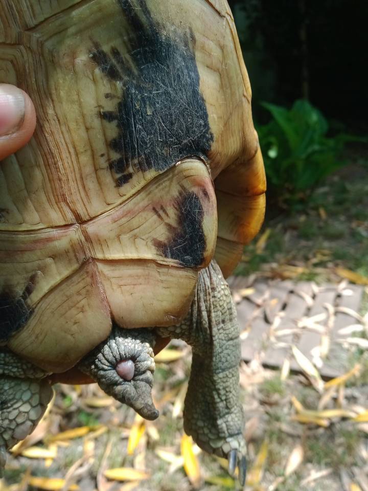 Tortue Hermann Eric17 (1)