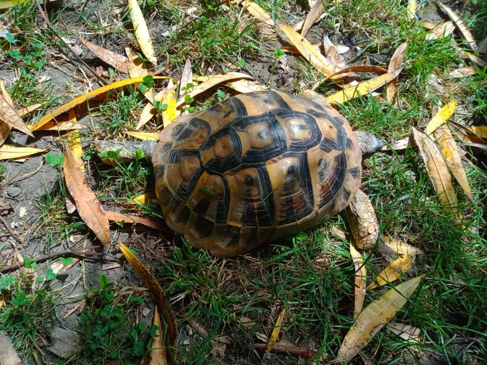 Tortue Hermann Eric17 (2)