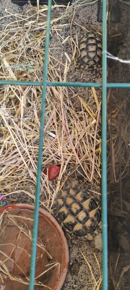 tortue 048
