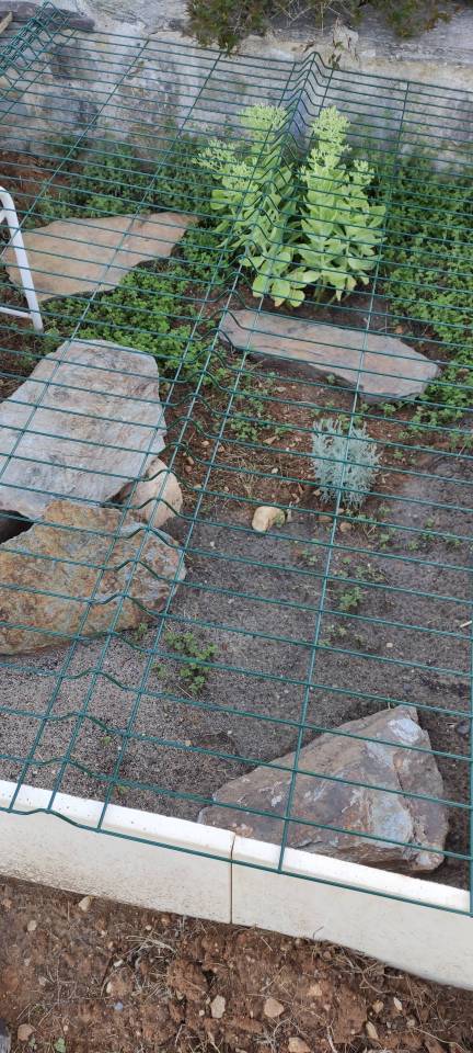 tortues hermann 002