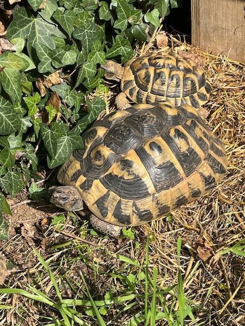 tortue