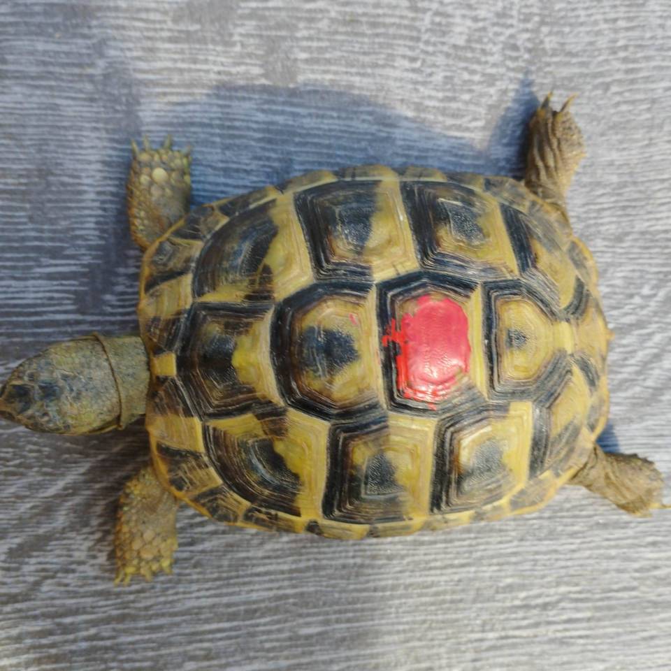 photo tortue