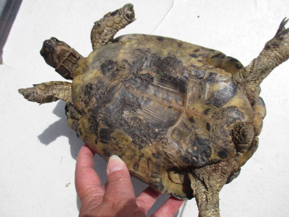 tortue plastron bien - copie