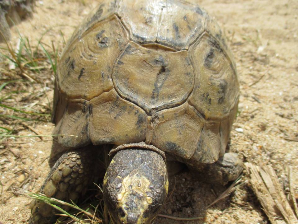 tortue  carapace - copie