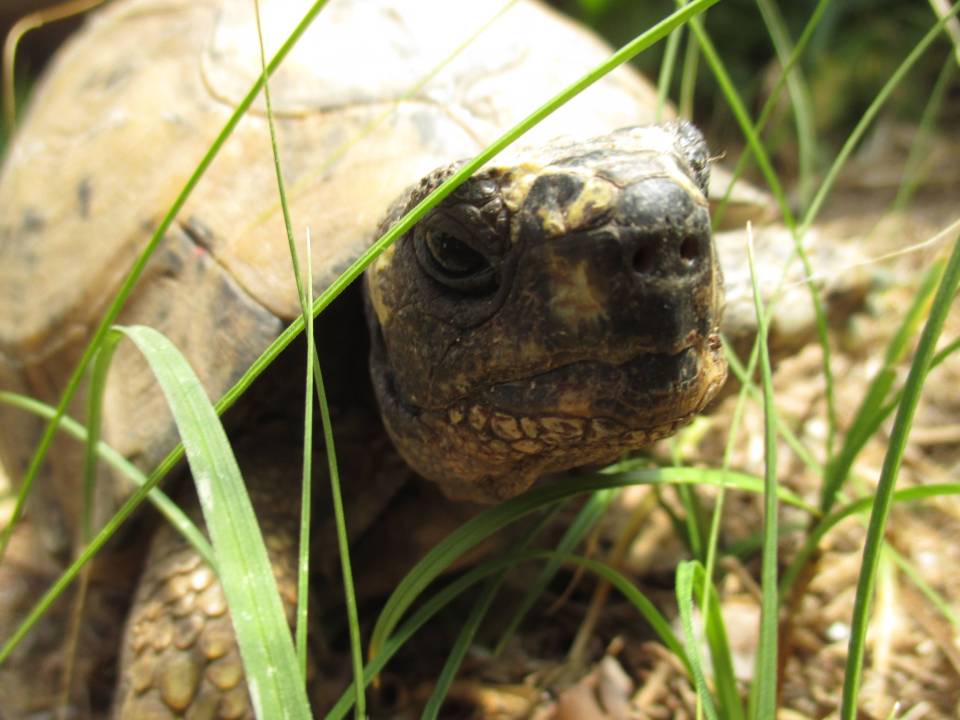 tortue  tête Paméla - copie