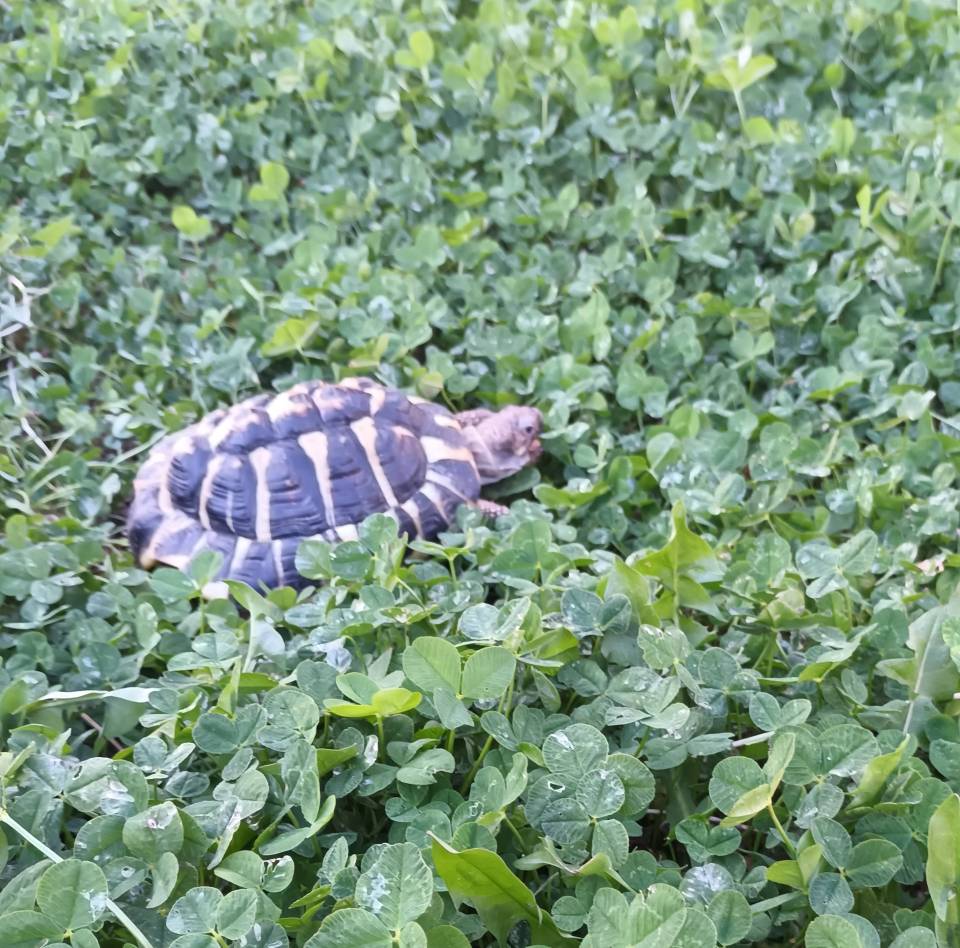 tortue3