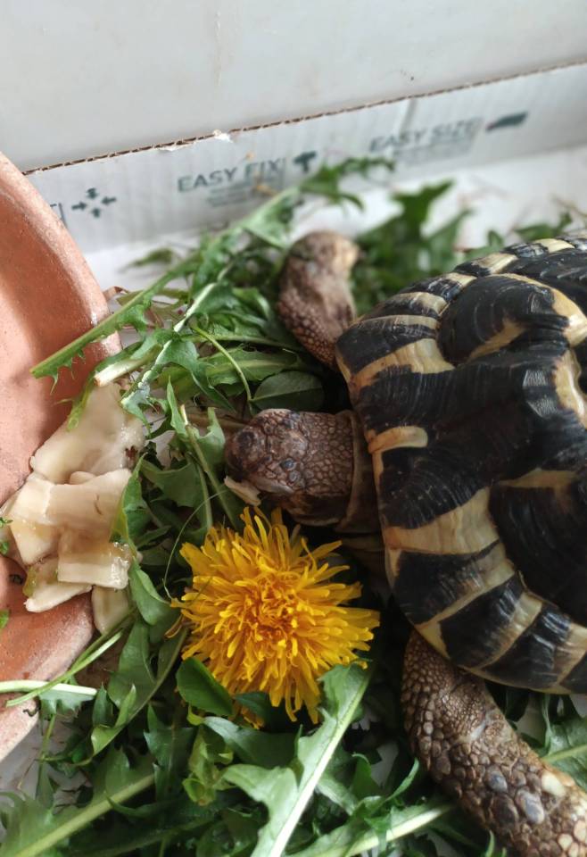 tortue2