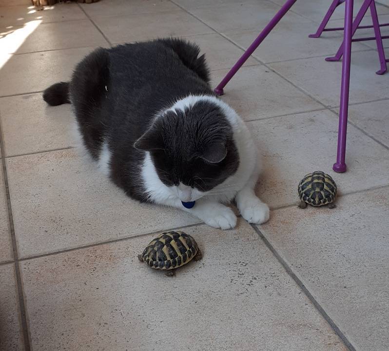Marlou et les tortues