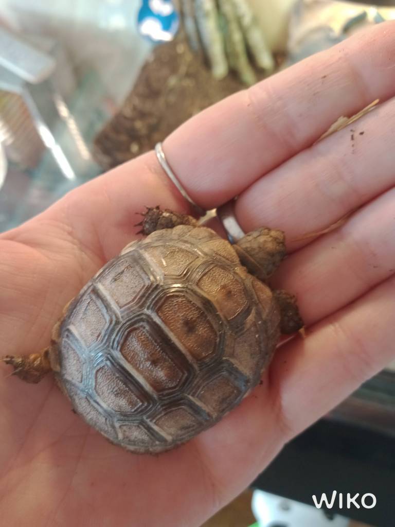 IMG_20201105_153849320