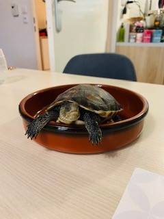 tortue 1