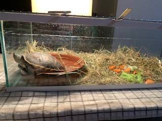 TORTUE 2