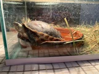 TORTUE 3