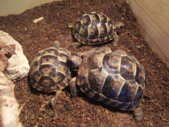 ee2b80e82de6b9782b8b8282.jpg - tortue 017