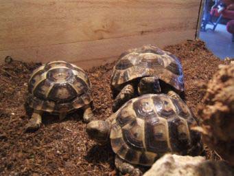 e4ac818130f4f7f66ea1cec4.jpg - tortue 018