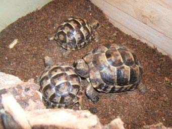 03f1ddd7ddb52723c8897aac.jpg - tortue 019