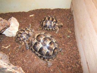 e28b2a4c5de570dc0d0f23ab.jpg - tortue 020