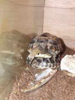 1d2cb236e28199a5c3b608e1.jpg - tortue 036