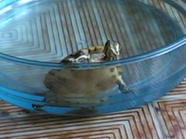 tort
