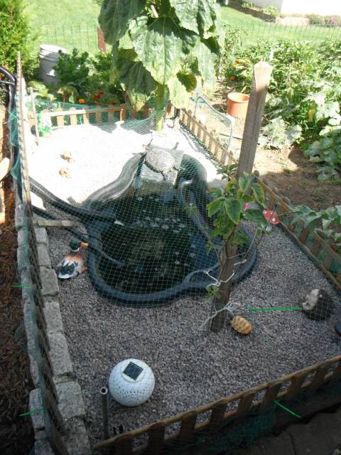 tortue (2)